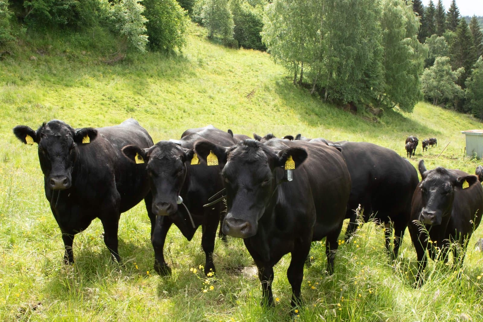 Angus-flokken på regenerativt rotasjonsbeite i Luster