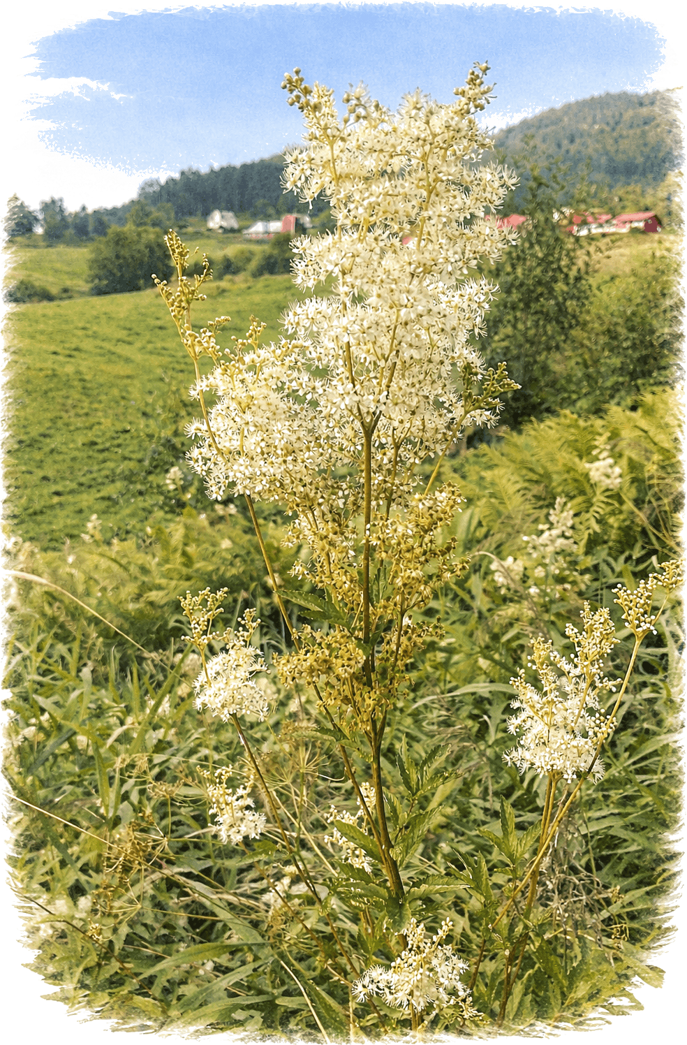Urter og villblomster