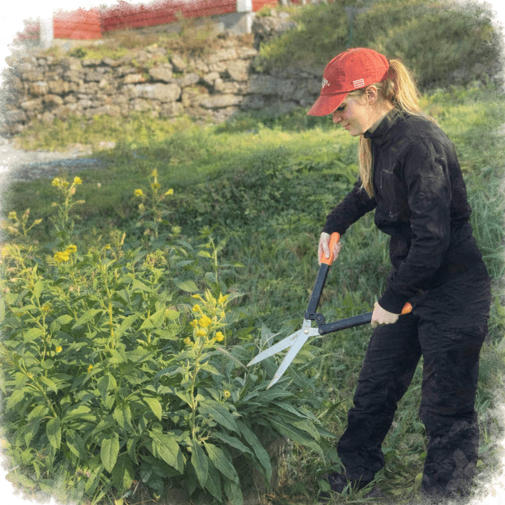 Ivy i hagen på Eirgarden