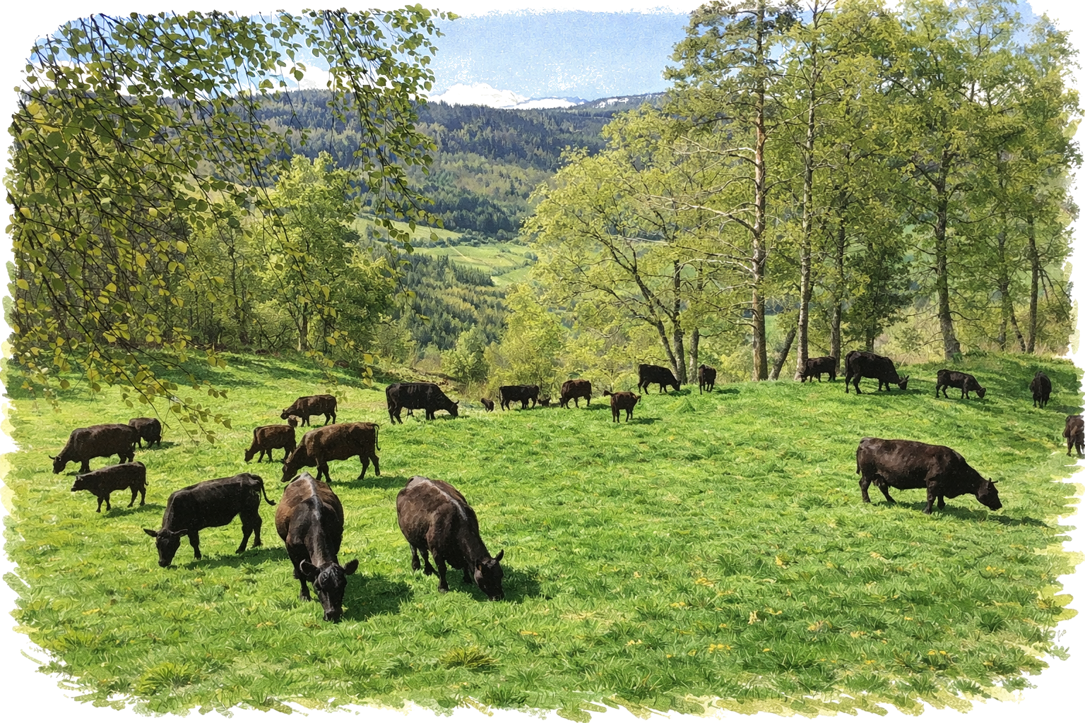 Angus-kyr på beite i Vestlandet